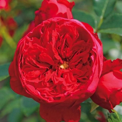 Vendita, rose rose climber - rosso - Rosa Florentina ® - rosa dal profumo discreto - W. Kordes & Sons - ,-
